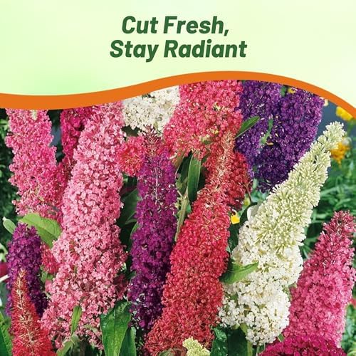 Outsidepride Butterfly Bush Mix Seeds - 100 Pcs. Perennial, Drought-Tolerant & Low Maintenance Flower Seeds for Planting Fast Growing & Aromatic, Tall Mixed Blooms, Great for Pollinator Gardens - Image 6