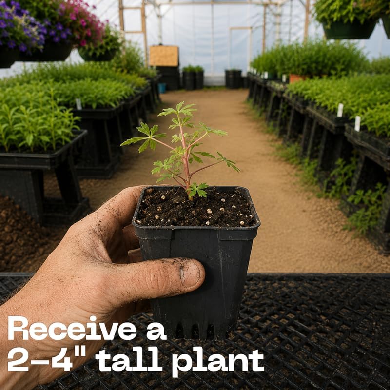 Wild Lupine Live Plant, 2-4" Tall in 3" Pot, Grow Robust, Easy to Care Vibrant Blue Flowers for Pollinator Gardens - Image 3