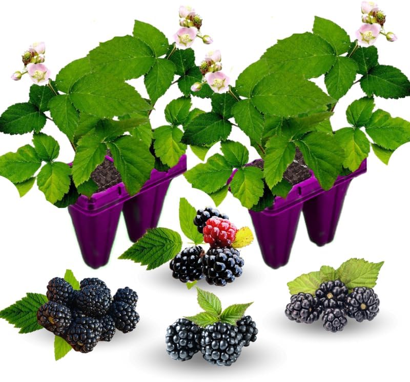 2 Common BlackBerry Plants Live for Planting, High Yielding, Sweet Juicy Berries for Your Garden, 4-6" in Tall, Cold Hardy, Dormant in Winter, No Pot - Image 3