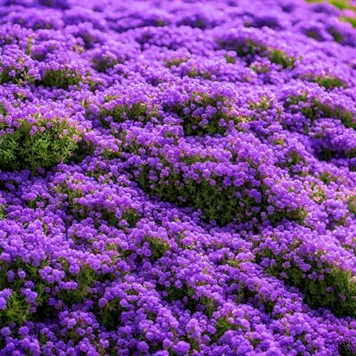 20000pcs Purple Creeping Thyme Seed for Planting Flowers Seeds Perennial Ground Cover Plants, Lawn Alternative, Fragrant, Drought-Tolerant by BuggyBeds