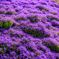 20000pcs Purple Creeping Thyme Seed for Planting Flowers Seeds Perennial Ground Cover Plants, Lawn Alternative, Fragrant, Drought-Tolerant by BuggyBeds