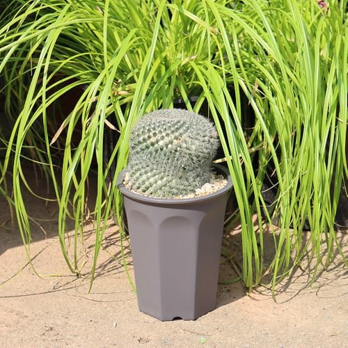 8 Pack 6.10 Inch Plastic Deep Nursery and Seedling Pots, Round Transplant Seed Starter Planter, Gray Color - Image 5