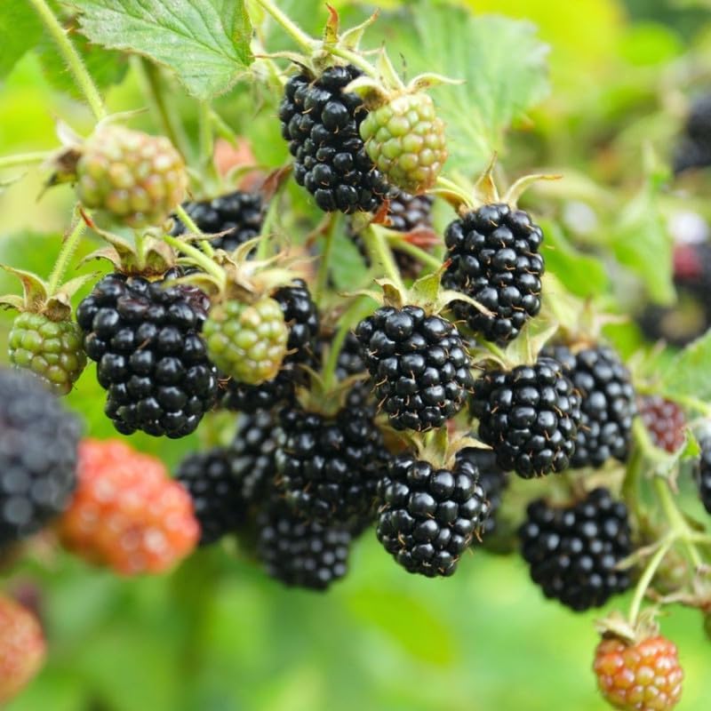 2 Triple Crown BlackBerry Plants Live, Fruit Berry Bush, 4-7 Inch Tall - Image 6