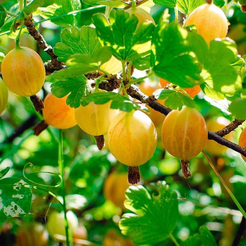 Sweet Gooseberry Live Plant, Cold Hardy Berry Bush, 5-9 Inch Tall - Image 2