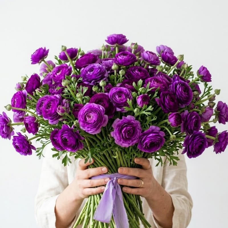 25 Purple Ranunculus Live Bulbs, Spring Planting Flower Bulbs - Image 5