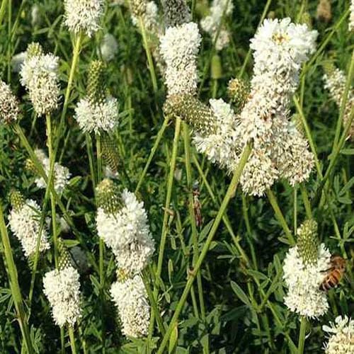 Outsidepride White Prairie Clover Seeds - 1 lb. Perennial Seeds for Planting, Easy to Grow, Drought & Heat Tolerant, High Protein Forage for Livestock, Ideal for Meadow Gardens, & Xeriscaping - Image 2
