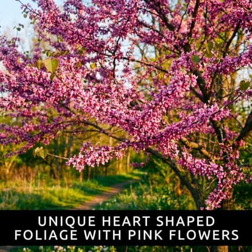 100 Redbud Tree Seeds | Flowering Tree Seeds for Planting - Image 5