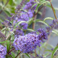 2 Light Blue Buddleia Live Plants, Flower Shrub, 4-9 Inch Tall by UIOTER