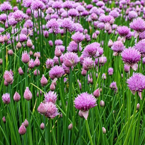 Chives Seeds for Planting, Heirloom Non-GMO Culinary Herb, 1000 Count Scallion - Image 6