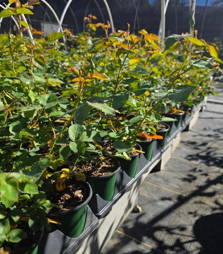 Joseph's Coat Climbing Rose - Live Plant - (1 QT) - Image 5