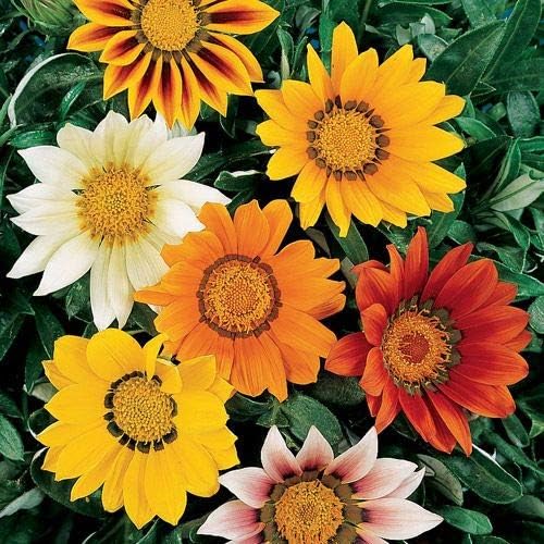 Outsidepride Mixed Gazania Seeds for Planting – 500 Pcs Perennial, Low-Maintenance, Drought-Tolerant Ground Cover Seeds for Vibrant Summer & Fall Flowers, Ideal for Outdoor Gardens (Pack of 2) - Image 7