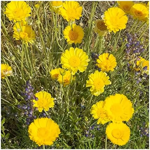 1/4 Lb Desert Marigold Native Wildflower Seeds - Gold Vault - Image 2