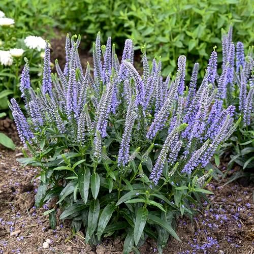 Live Plant, Proven Winners, Veronica Magic Show Ever After Spike Speedwell, Lavender Flowers, #1 Size Container, Does NOT Ship to AZ, CA, HI, ID, MT, NV, OR, PR, UT & WA! - Image 2