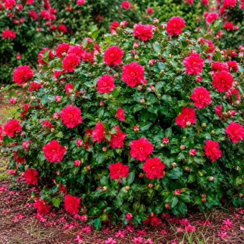 October Magic Ruby Camellia Shrub - 10-18" Tall Live Plant - Gallon Pot - Image 4