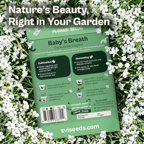 SVI 2500 White Baby’s Breath Heirloom Flower Seeds Gypsophila elegans - Image 2