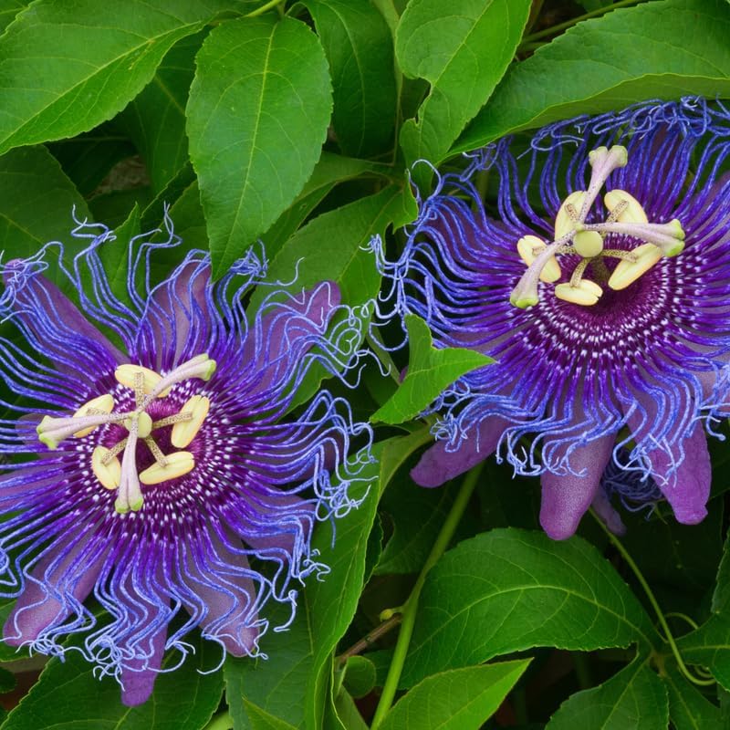 Deep Purple Passion Flower Live Plant, Passiflora Trellis Vine, 4-8 Inches by UIOTER