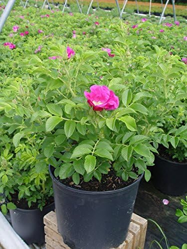 Rosa rugosa (Rugosa Rose) Rose, pink flowers, #3 - Size Container - Image 3