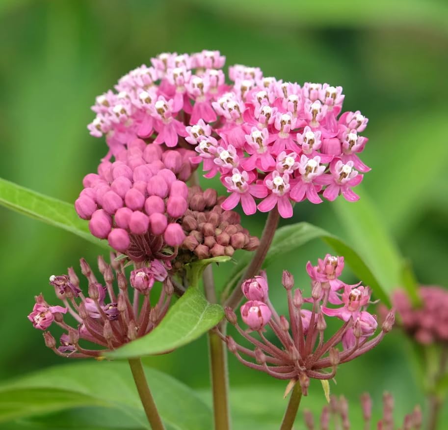 Purple Milkweed Live Plant, Colorful Perennial Garden Plant for Outdoor Garden 4 to 6 Inch Tall - Image 4