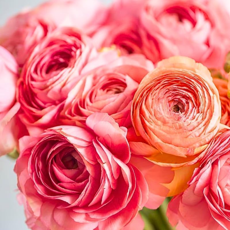 25 Light Pink Ranunculus Bulbs for Planting, Peony Perennial Flower - Image 5