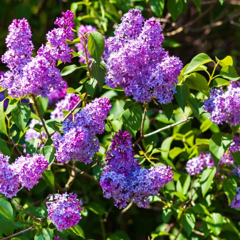 Purple Lilac Bush Live Plant, Hardy Fragrant Flower Shrub, 14-20 Inch Tall - Image 2