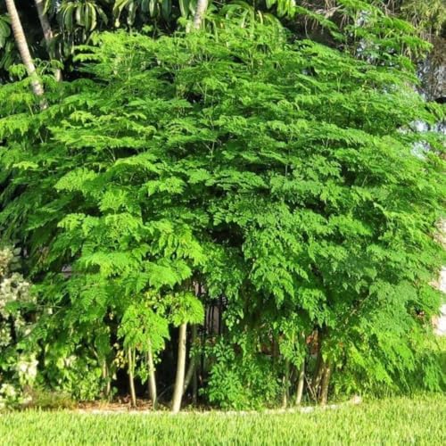 2 Large Moringa Tree Plants,12-20 Inc Tall, Oleifera Moringa Drumstick Tree - Image 2