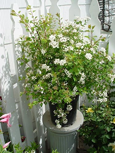 Spiraea vanhouttei 'Renaissance' (Spirea) Shrub, #3 - Size Container by GreenPromiseFarms