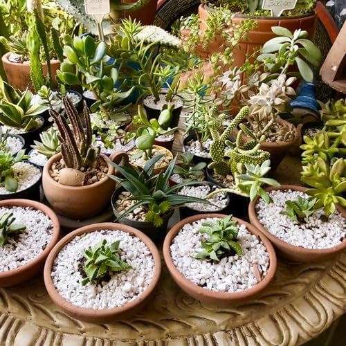 Horticultural Perlite for Plants 1qt, All Natural Horticultural Soil Additive Conditioner Mix, Improve Ventilation and Drainage, Enhance Soil Health and Root Growth - Image 6