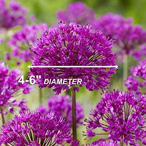 Garden State Bulb Purple Sensation Allium Flower Bulbs, 12/+ cm, Fall Planting (Bag of 25) - Image 5
