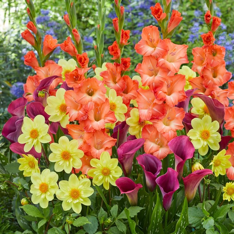 Citrus Zest Punch Flower Bulb Mix - All-in-One Garden Kit - 21 Flower Bulbs per Box - Dahlias, Lilies, Gladiolus - Fragrant - Naturalizing - Easy to Plant Flowers - Live Outdoor Potluck Planting by WillardMay