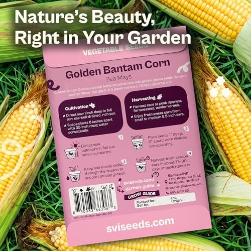 SVI 80 Golden Bantam Sweet Corn Seeds (Zea mays) – Yellow Sweet Corn Seed Packets Non GMO – Fast Growing Heirloom Vegetable Seeds, Outdoor Vegetable Garden & Home Garden - Image 2