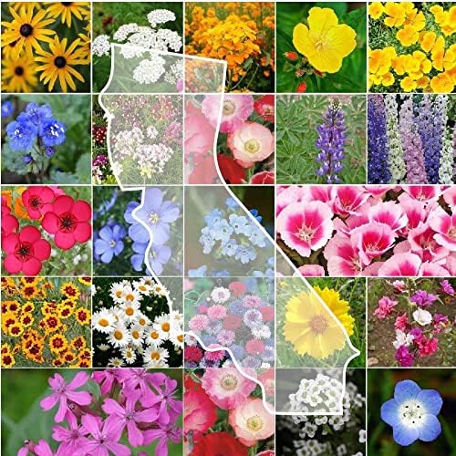 Eden Brothers California Wildflower Mixed Seeds for Planting, 25 lb, 12,000,000+ Seeds with Black Eyed Susan, Shasta Daisy, Attracts Pollinators, Plant in Spring or Fall, Zones 3, 4, 5, 6, 7, 8, 9, 10 by EdenBrothers
