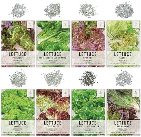 Seed Needs Lettuce Seeds Variety Pack of 8 Non-GMO Heirloom Vegetables - Image 4