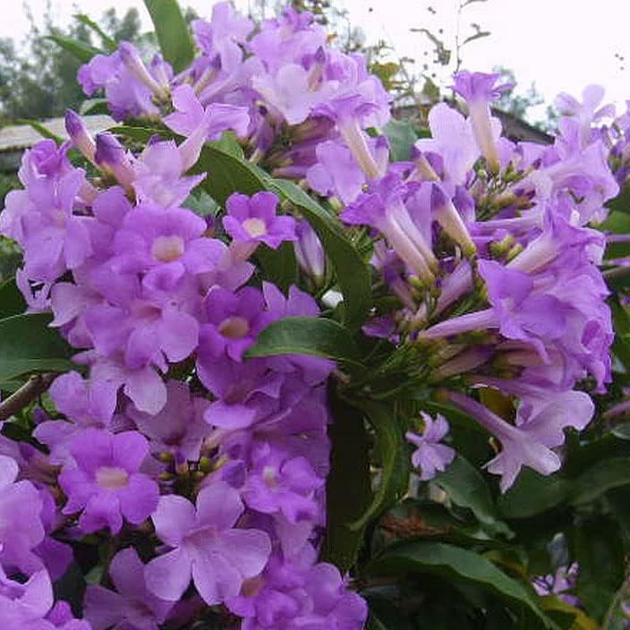 Garlic Vine Semi-Cydista Aequinoctialis - Live Tropical Plant - Vivid Purple Trumpet Shaped Flower - Emerald Goddess Gardens - Starter Sz 4 Inch Pot - Image 4