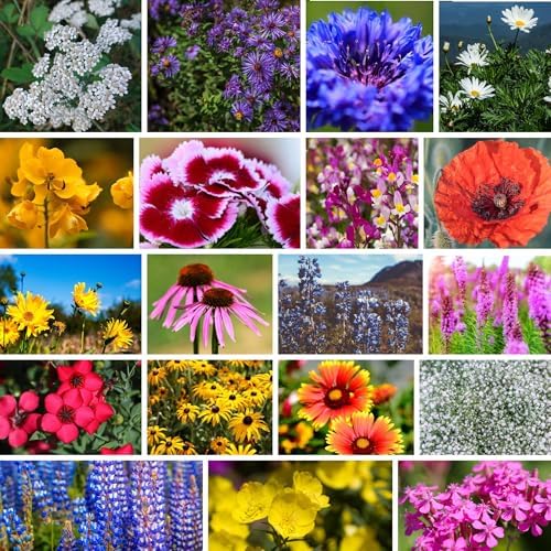 Mountain Valley Seed Co Northeastern Wildflower Seed 1 Lb 640,000 Seeds by MountainValleySeedCompany