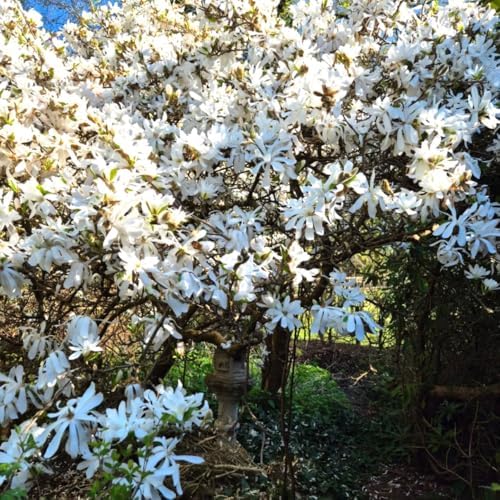 White Magnolia Flower Tree Live Plant, Spring Bloom Tree, 2.5'' Pot - Image 4