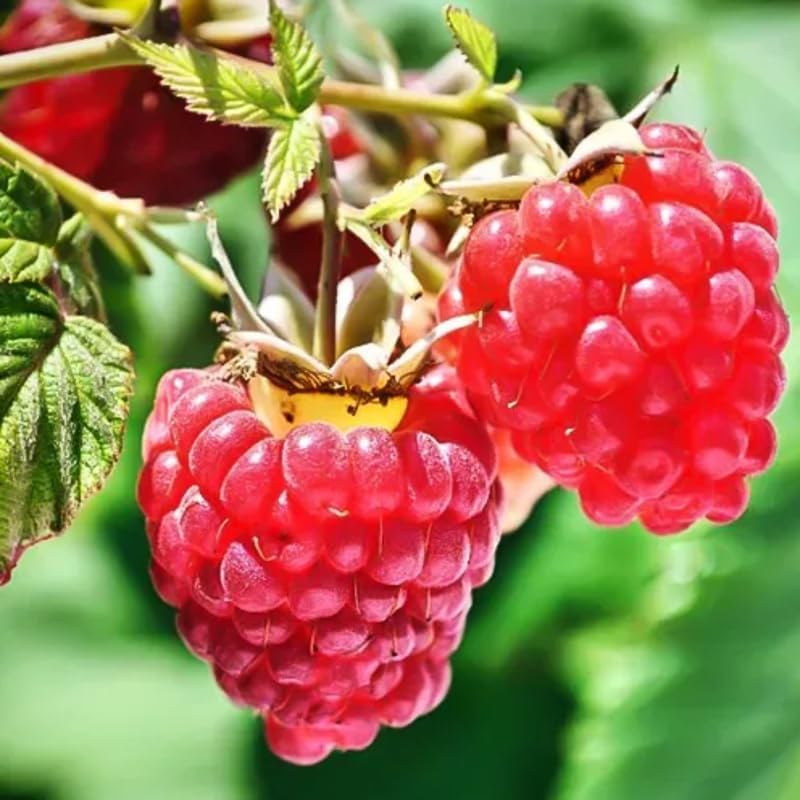 2 Caroline Red Raspberry Plants Live, Berry Fruit Tree Outdoor, 5-10" Tall - Image 5
