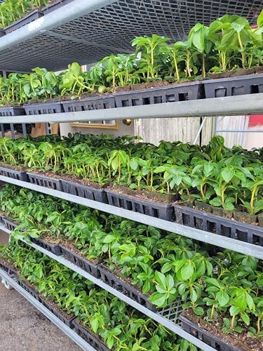 Pachysandra Terminalis Hardy Groundcover 50 Plants 2" Peat Pots - Image 3