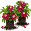 2 Burgundy Passiflora Plants, Colorful Passion Flower Vines, 4-7'' Tall by UIOTER