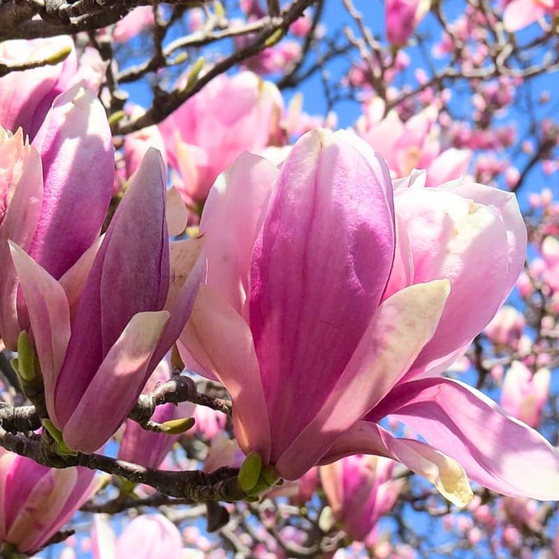 Jane Magnolia Tree Live Plant, 6-12" Tall, 2.5" Pot, Fragrant Pink Flowers - Image 2