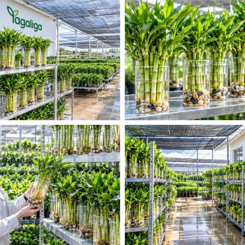 3 Stalks Lucky Bamboo Plants Indoor Live - Multi-Height Set (2x4 & 1x6) for Good Luck & Prosperity - Easy Care Houseplant, Home Office Decor Gift Ready - Image 7