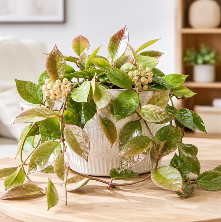 Hoya Sunrise Plant Live for Planting, Rare Succulents Plant, Climbing Hoya Vine for Indoor, Outdoor 4 to 6 Inch Tall, No Pot - Image 4