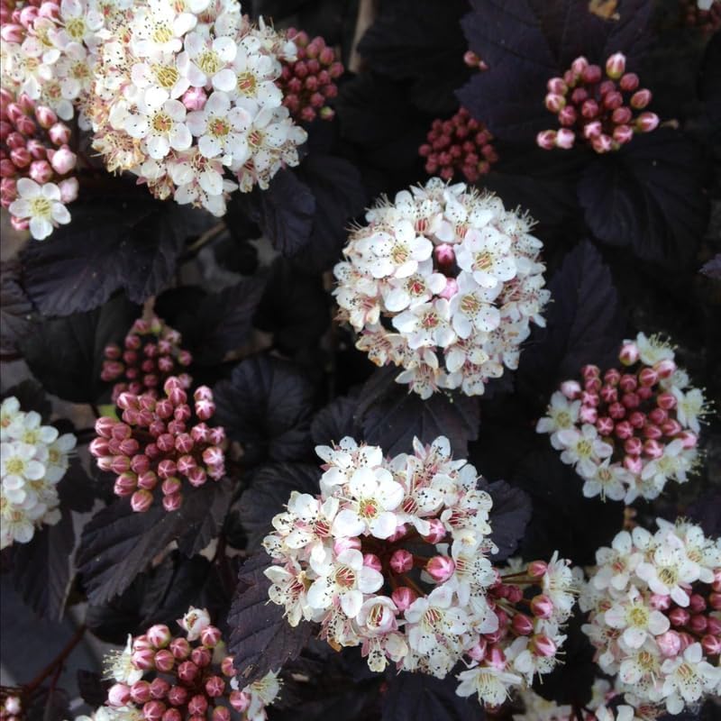 3 Ninebark Shrub Live Plant, 12-18 Inch Tall, Well-Rooted Starter 2.5 Inch Pot, Hardy Flowering Deciduous Plant for Backyard and Garden - Image 2