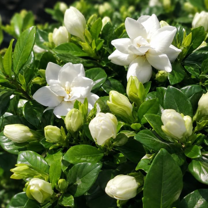 Frostproof Jasmine Plant Live for Planting, Fragrant White Flowering, Shrub Jasmines Vine Plant, 4 to 6 Inch Tall, No Pot - Image 6