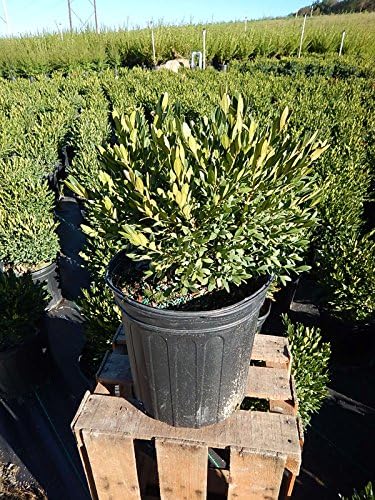 Buxus micro. jap. 'Green Gem' (Boxwood) Evergreen, #3 - Size Container - Image 3