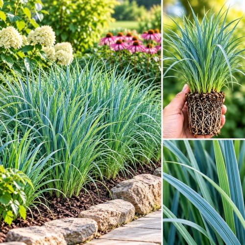 Blue Wood Sedge (Carex flaccosperma) Live Plant Plug – Native Evergreen Ornamental Grass – Shade Loving Groundcover – Low Maintenance Landscape Perennial (3) - Image 4
