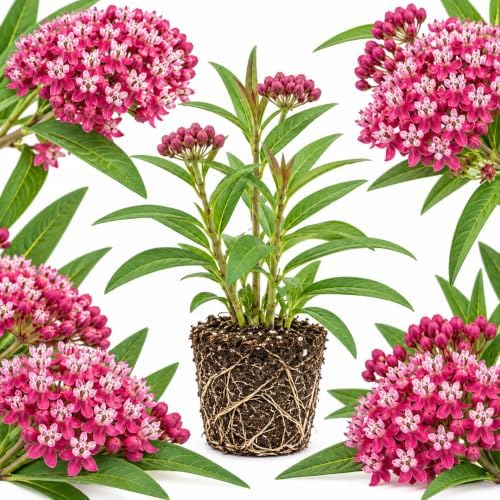 Pink Swamp Milkweed Plant Live, Well-Rooted 4-6" Potted Plant, Cold-Hardy Butterfly Host Plant for Sunny Patios and Landscapes by GINGERGLOW