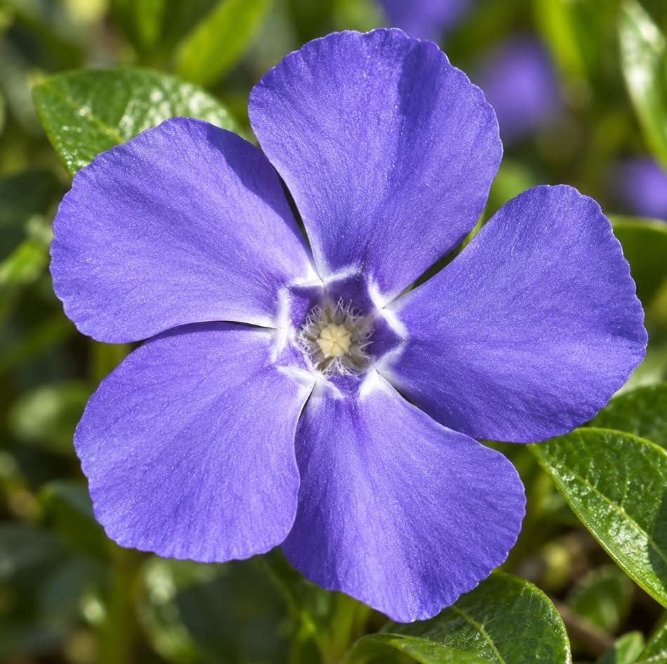 Set 12 Blue Vinca Minor Plants Live Hardy Perennial Vinca Vine 4-6" Longs - Image 6