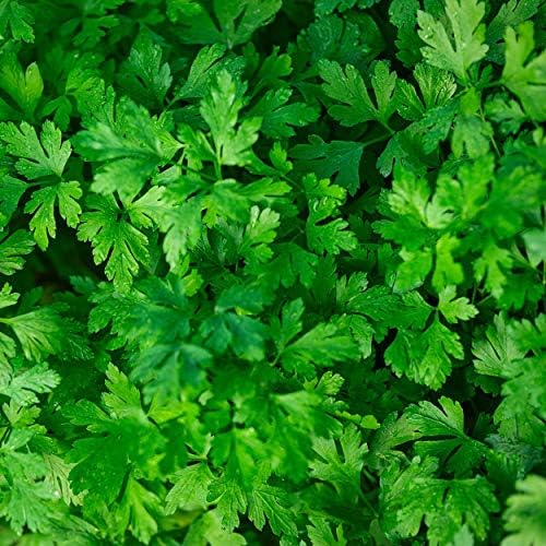 The Old Farmer's Almanac Heirloom Parsley Seeds (Dark Green Italian Flat Leaf) - Approx 1500 Seeds - Non-GMO, Open Pollinated, USA Origin - Image 4