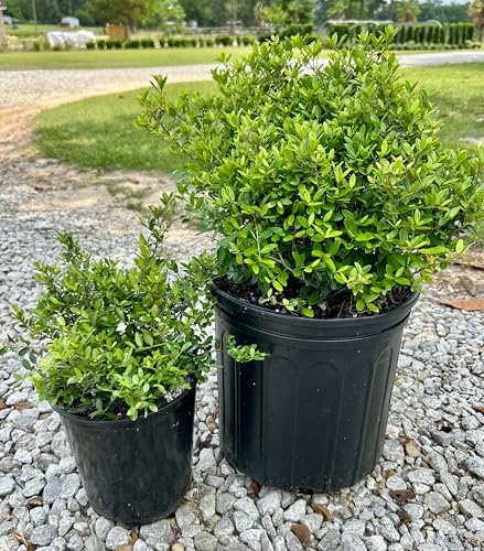 Dwarf Yaupon Holly Shrub, Live Plant, 1 or 3 Gallon Container Size, Evergreen Ornamental Bush (3-Gallon) - Image 5
