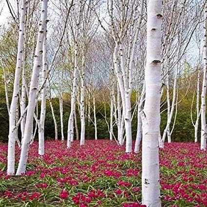 Bonsai White Paper Birch Tree Seeds for Planting | 100+ Seeds | Made in USA - Highly Prized for Bonsai, Paper Birch Tree - 100+Seeds - Image 2